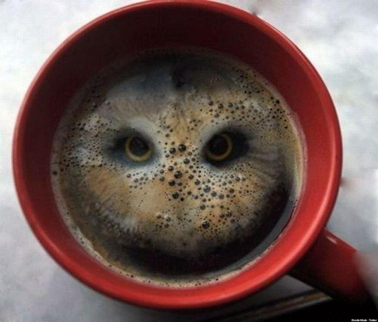 Owl Coffee Owl Coffee