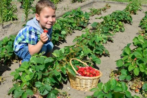 Strawberry Picking Strawberry Picking