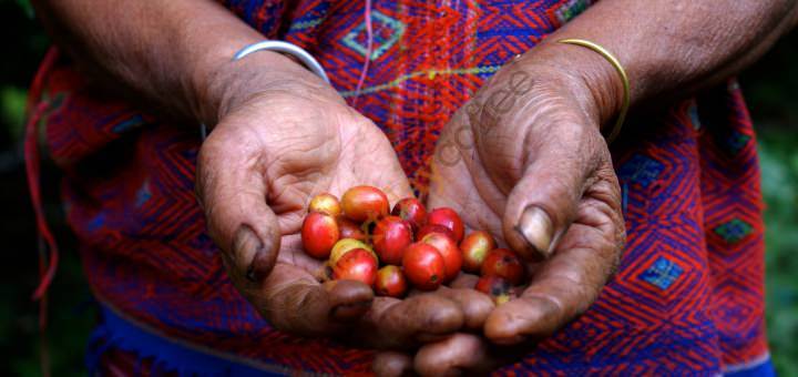 Fairtrade Coffee Blog Fairtrade Coffee Blog