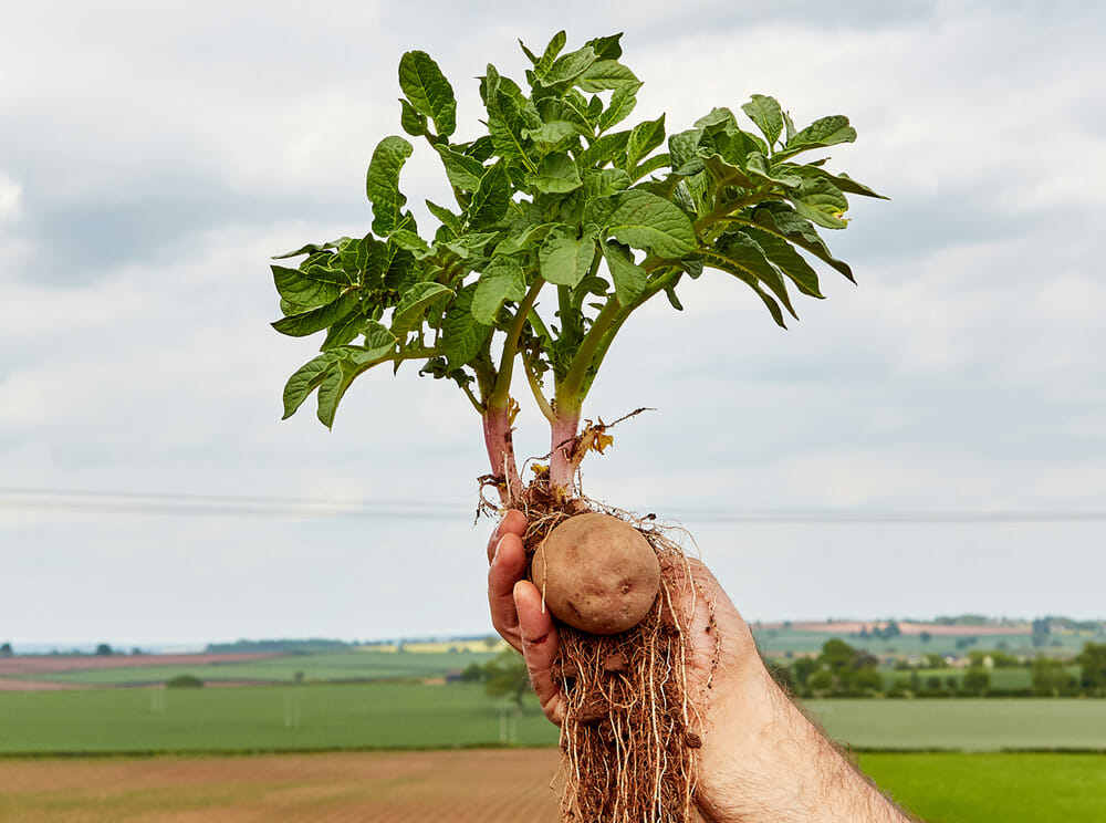 On farm grading and fried in batches